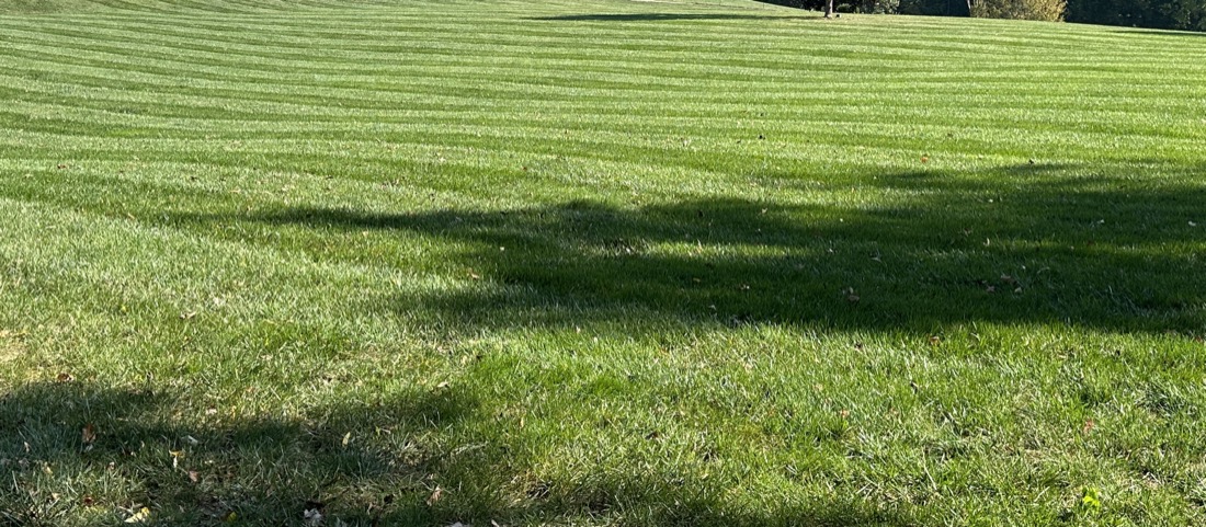 Lush green lawn treated by Phenomelawn in the Tri-Cities