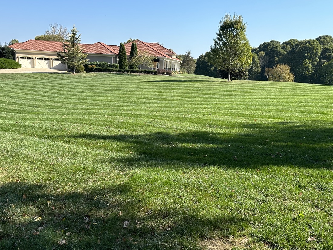 Thick striped lawn from a Phenomelawn turf program