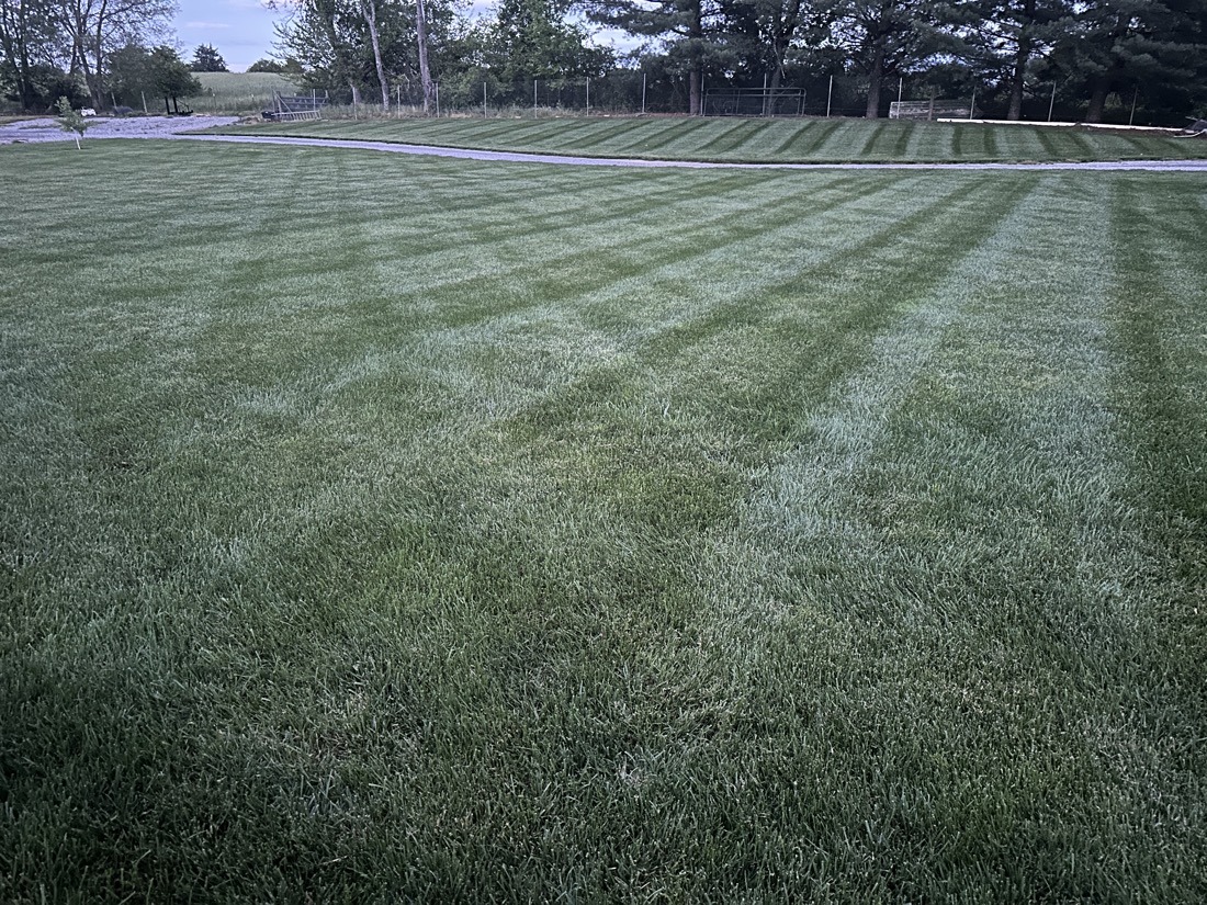 Thick striped lawn from a Phenomelawn turf program