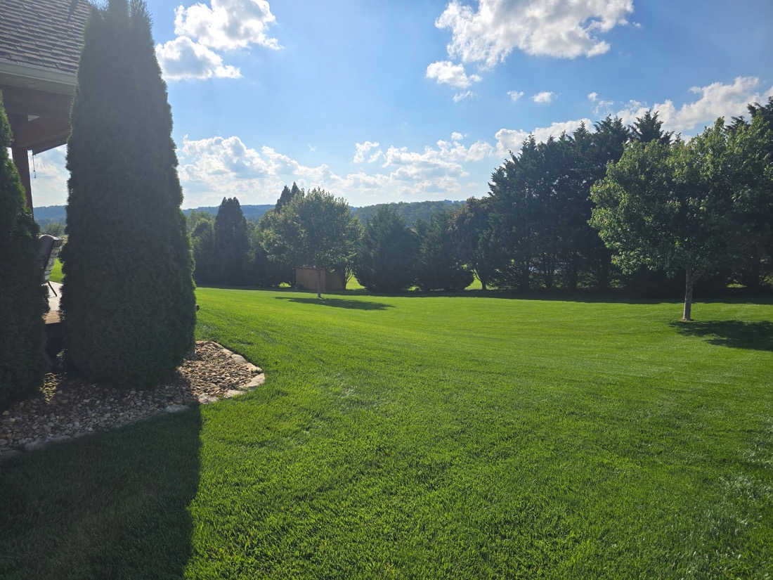 Healthy backyard lawn treated by Phenomelawn