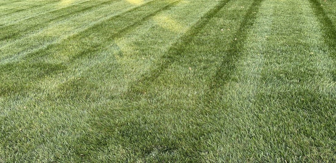 Lush green lawn treated by Phenomelawn in the Tri-Cities
