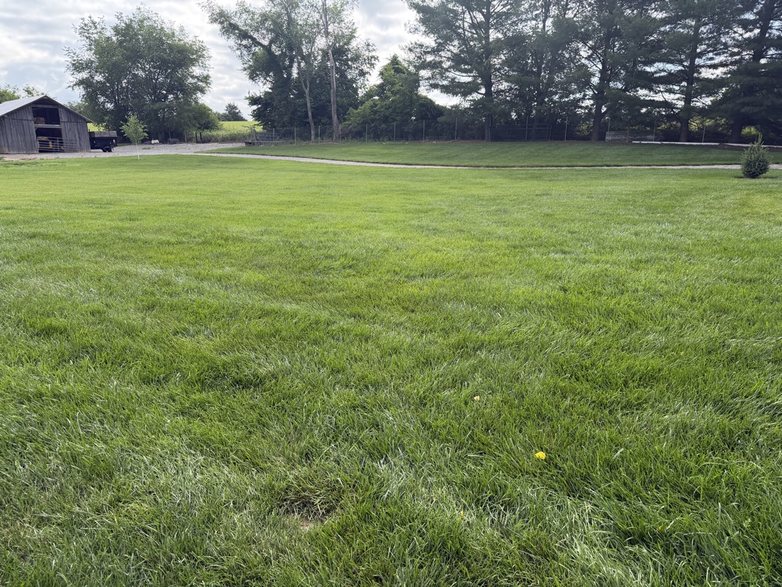 Lush green lawn treated by Phenomelawn in the Tri-Cities