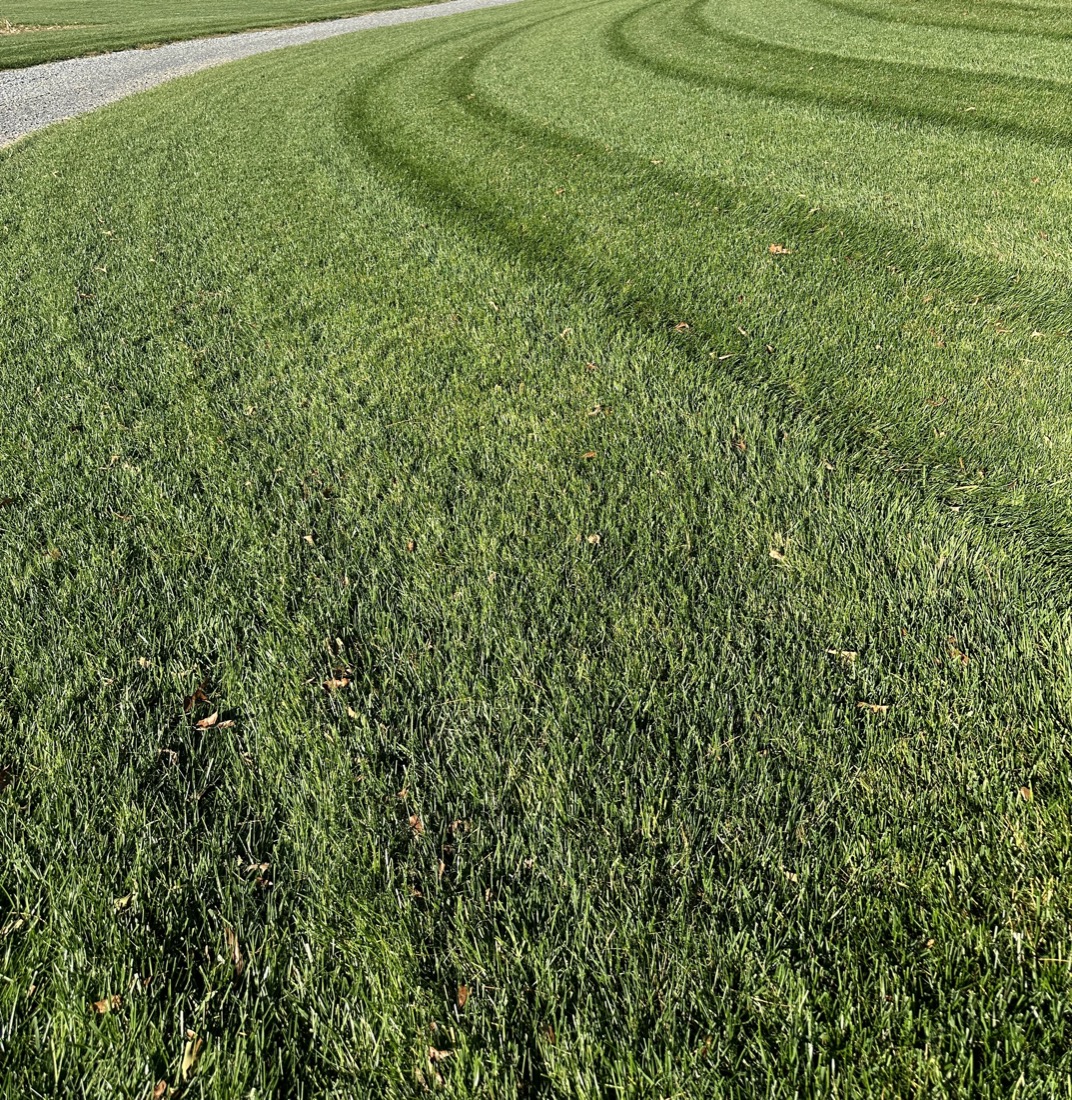 Thick striped lawn from a Phenomelawn turf program