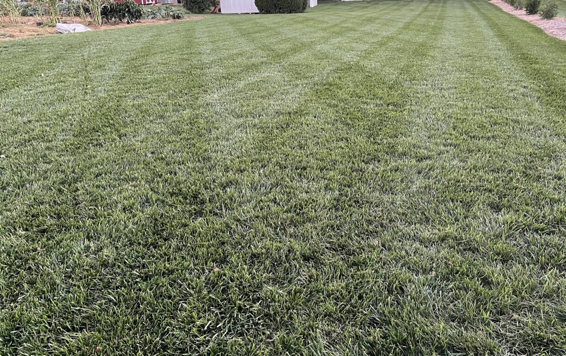 Healthy backyard lawn treated by Phenomelawn