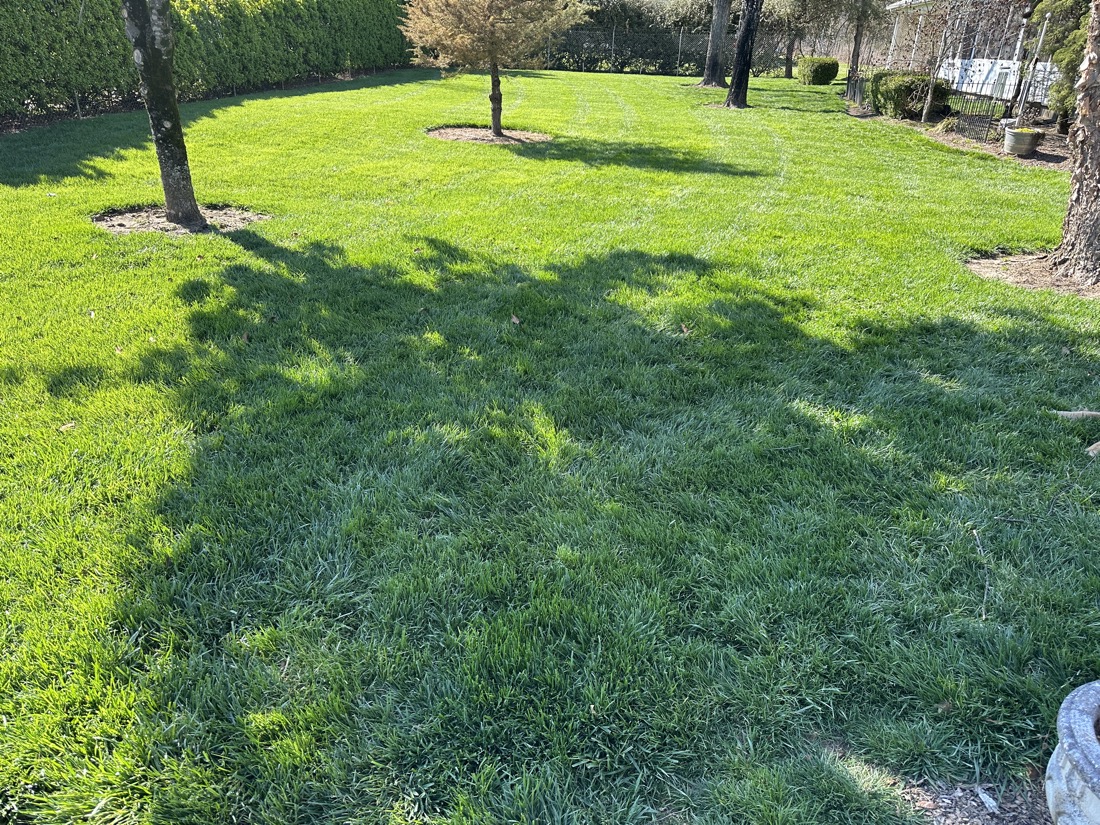 Healthy backyard lawn treated by Phenomelawn